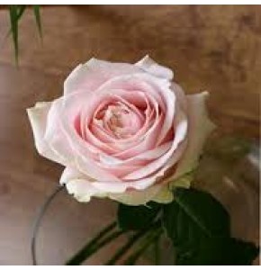 ΤΡΙΑΝΤΑΦΥΛΛΑ ΡΟΖ 60εκ. ΕΛΛΗΝΙΚΑ  ROSEN  SWEET - AVALANCE